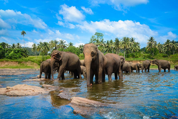 pinnawala elephant