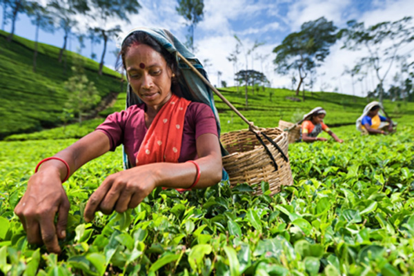 tea-planting-lady